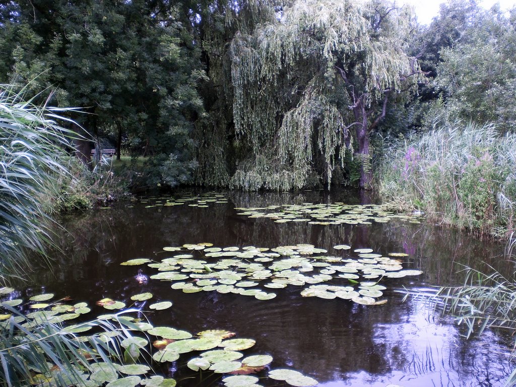 Waterhoenlaan by Harry_Bottenberg