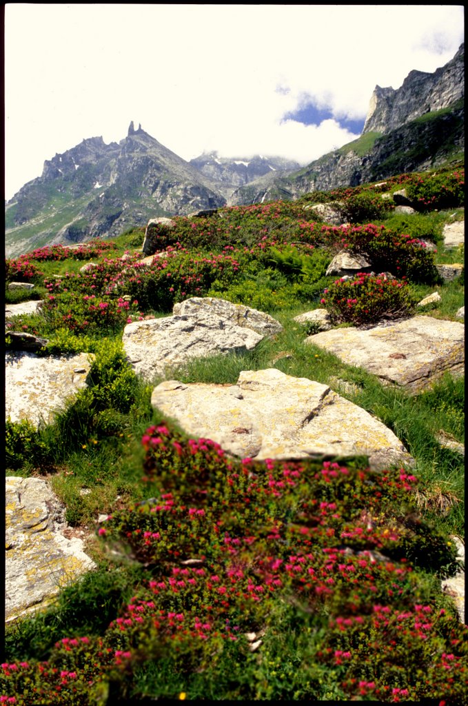 Val Buscagna - Alpe Devero. Sullo sfondo (da sin) Guglie, Passo e Triangolo di Cornera, visti da Est. by gilberto silvestri