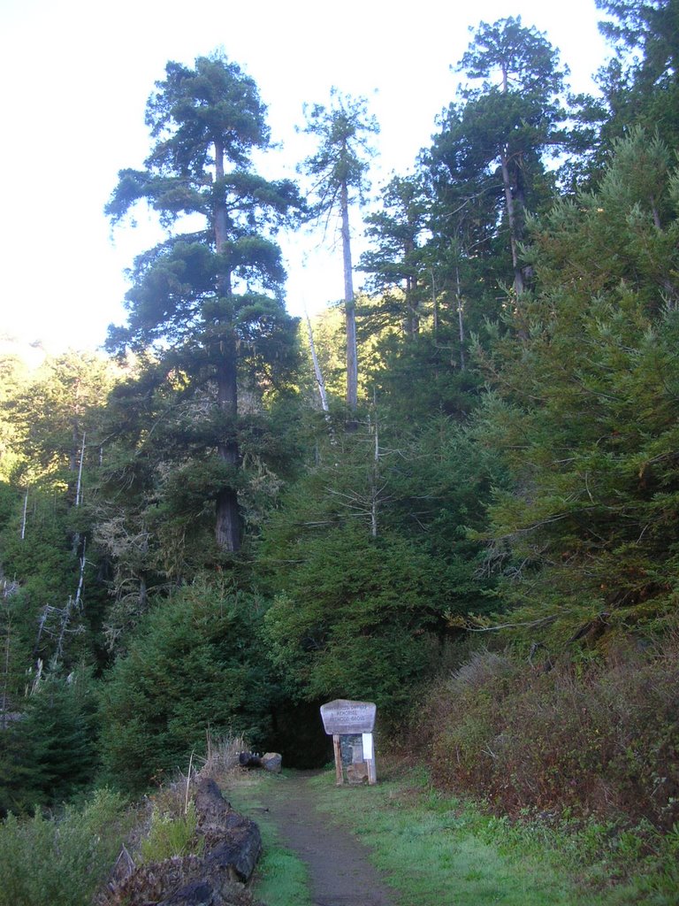 Almost the Southernmost Coast Redwoods - Owings Memorial Grove - Nov 2006 by MaxFarrar