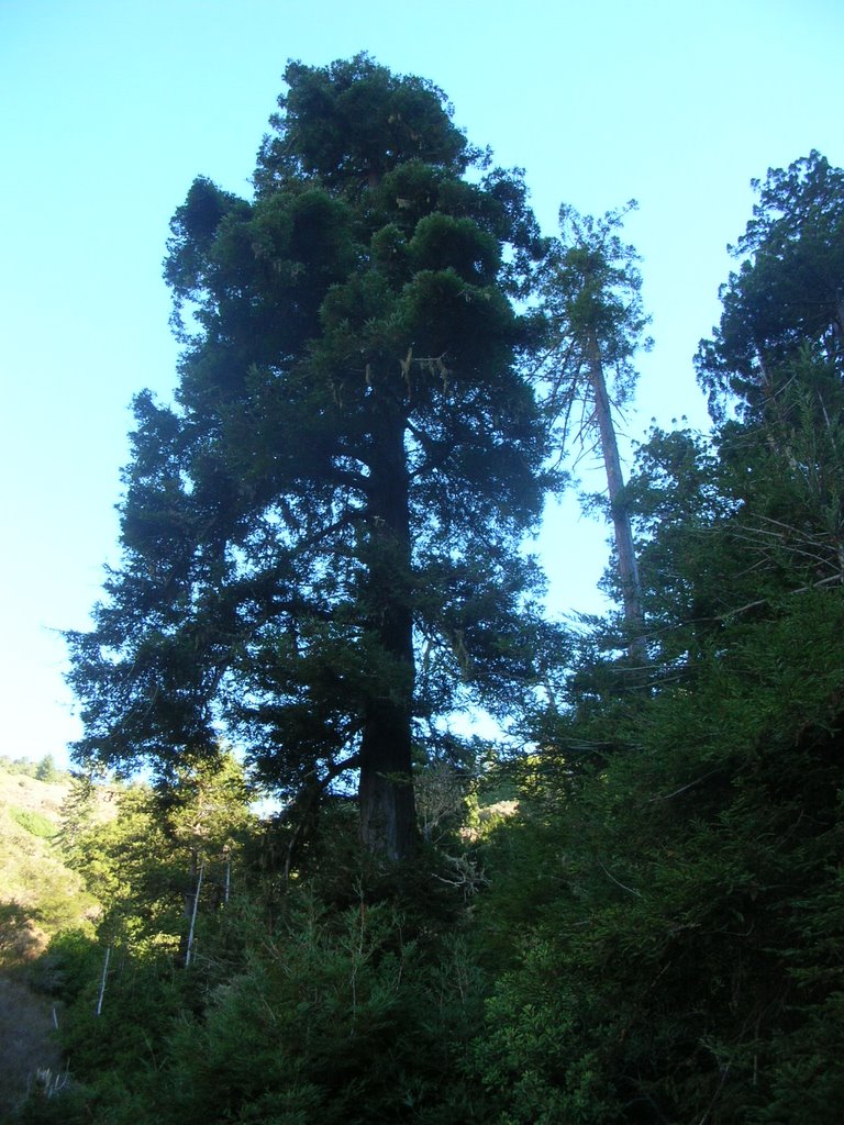 Almost the Southernmost Coast Redwoods - Owings Memorial Grove - Nov 2006 by MaxFarrar