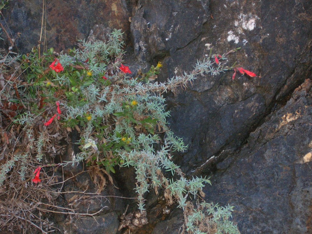 Flowers on a rock overhang at the Owings Memorial Grove - Nov 2006 by MaxFarrar