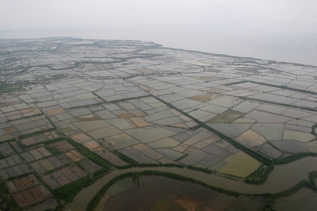 Makassan padis filled ready for transplanting by Ian Stehbens