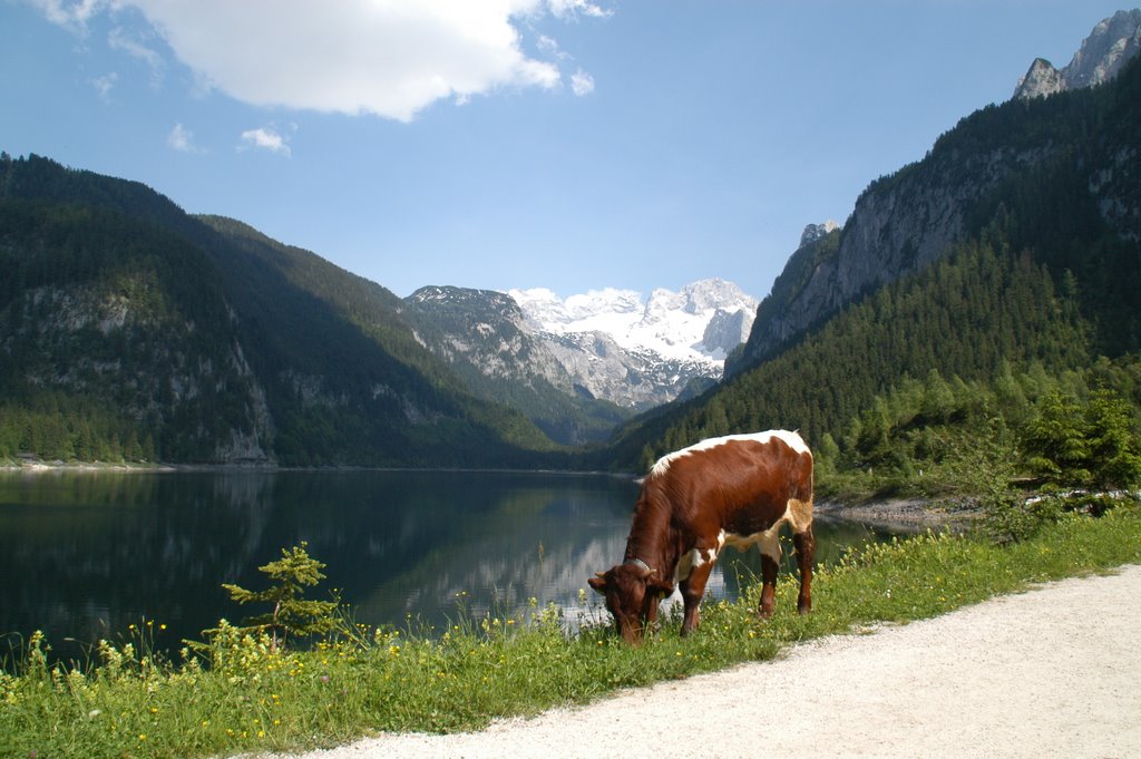 Gosausee by Markus Aschenbrenner