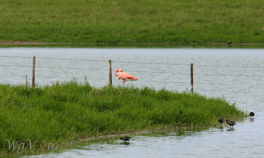 Flamingo by Wanda Gonzalez-del-Valle