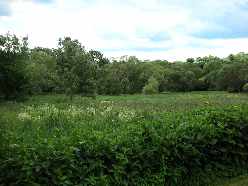 Arnold Arboretum by JRPV