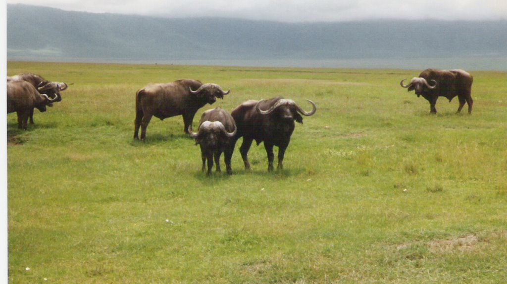 Buffalo watching us. by Florentine Vermeiren