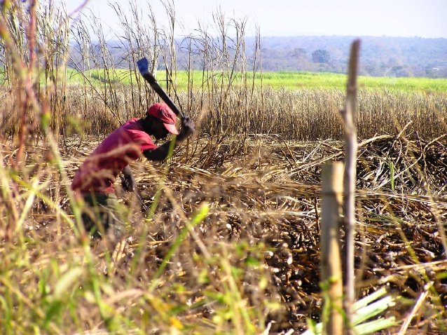 Harvesting sugar cane by xhosaxhosa