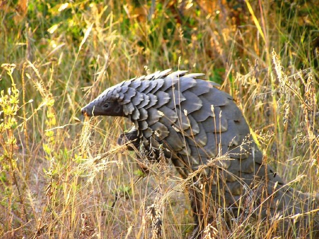 Inquisitive Pangolin by xhosaxhosa