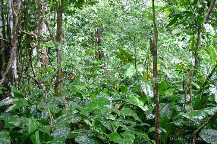 Parque Nacional Cahuita by marunde