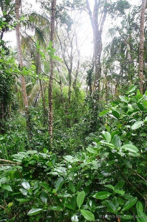 Parque Nacional Cahuita by marunde