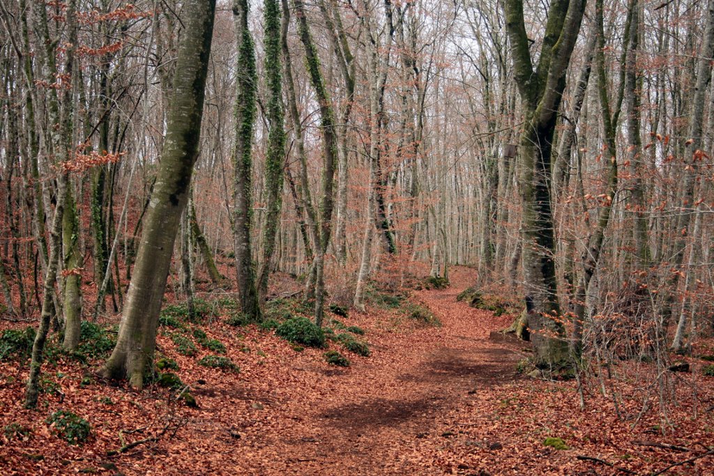 Fageda d'en Jordà by Jorge Franganillo