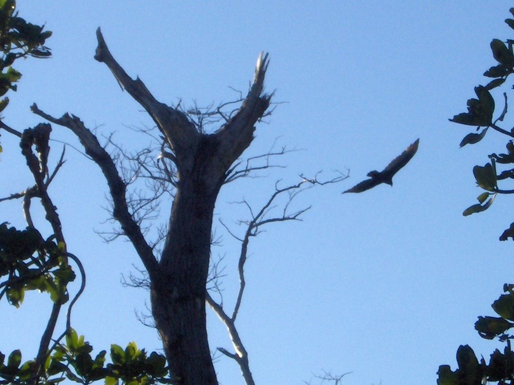 Vulture looking for a prey in a scary marsh! Vautour affamé, gare aux proies! by Richard Mc Neil