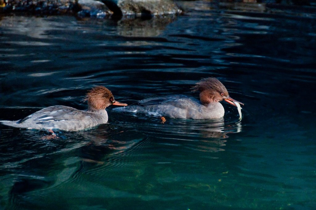 The Merganser Girls by gingerlimes