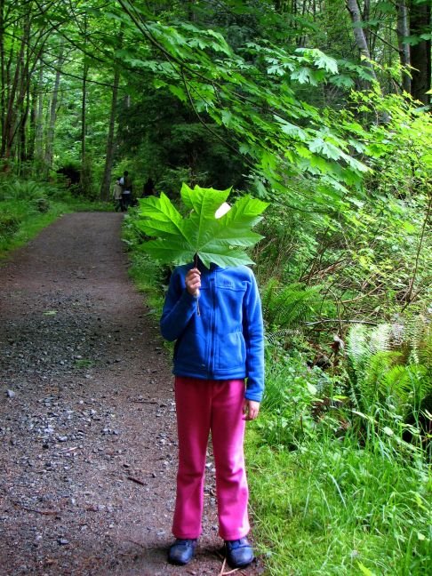 Leaf from native Big Leaf Maple, Bowen Island by Nawitka