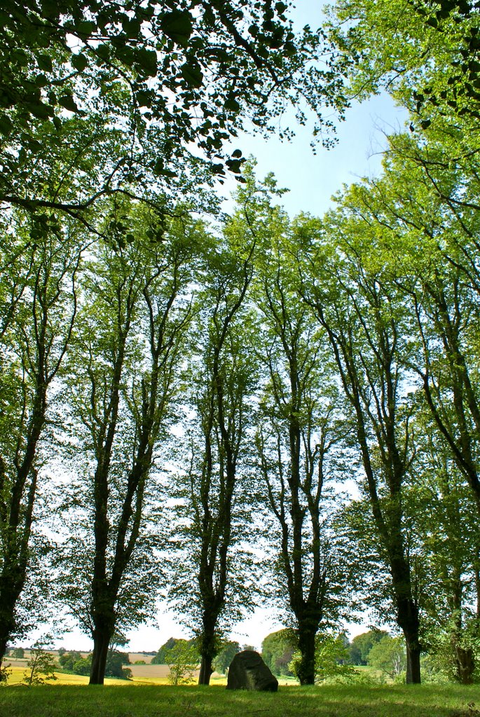 Trees at Hageskov by andre feenstra