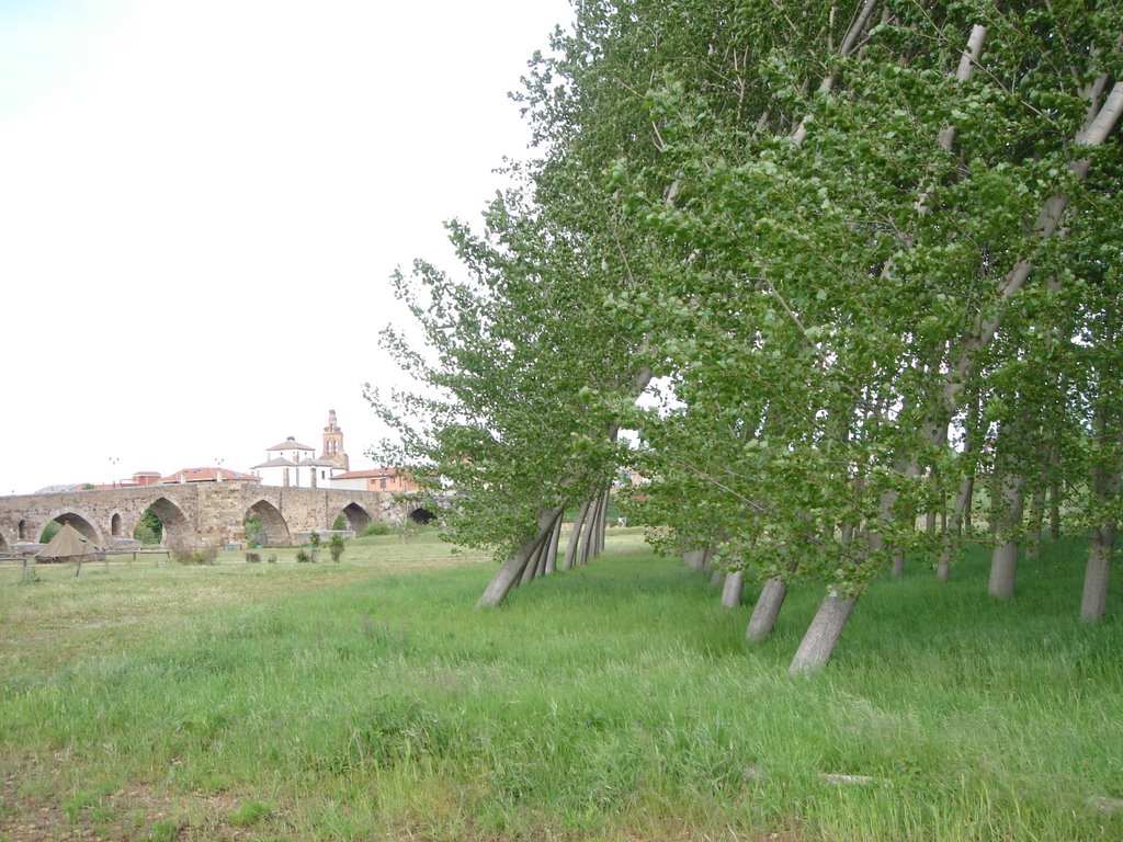 [ n_lorito] Camino Santiago. Chopos tumbados por el viento. Hospital de Orbigo by n_lorito