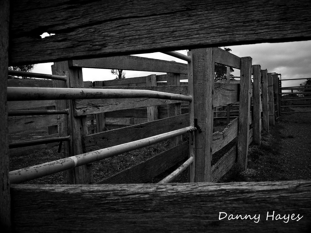 STOCK YARDS NEAR BERRIDALE by smortaus