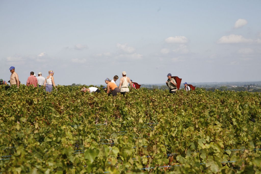 Fleurie Vineyards (vendange) by milan.svanderlik