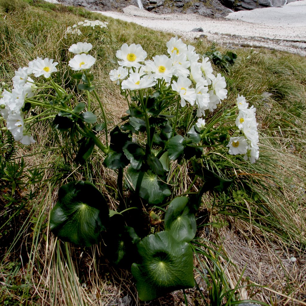 Mt Cook Lily by john adamson