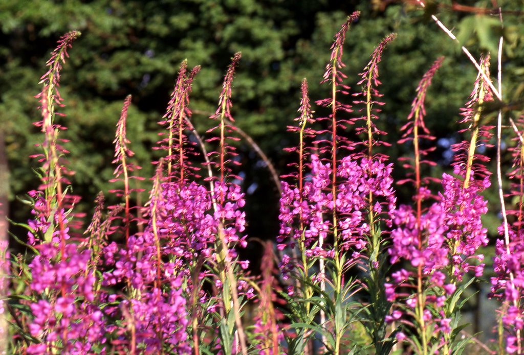 Flore:Epilobium augustifolium by Alain TREBOZ