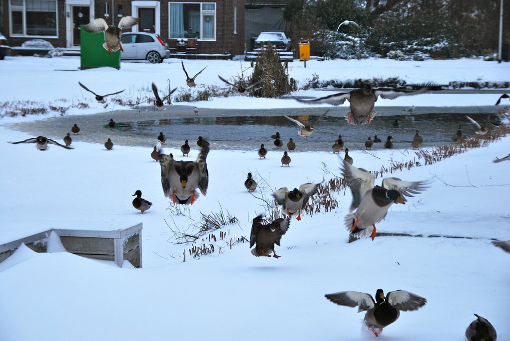 Ducks in snow by diedrikringenier