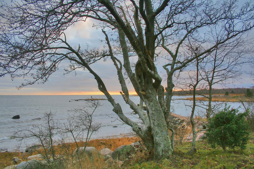 Träd vid havet by Jarl Ingves