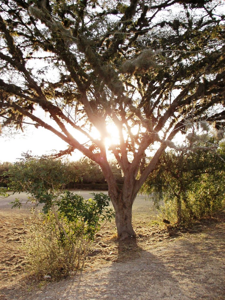 El sol tras un árbol by L'Frank12