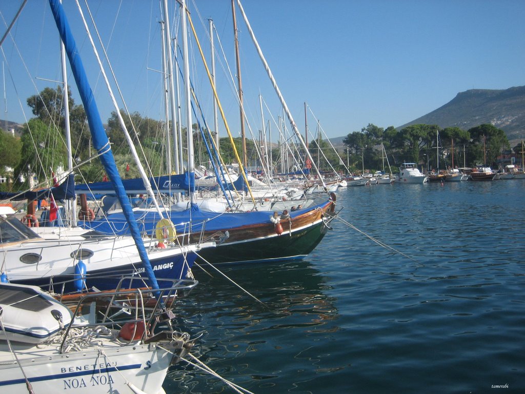 Foça büyükdeniz by tamerabi