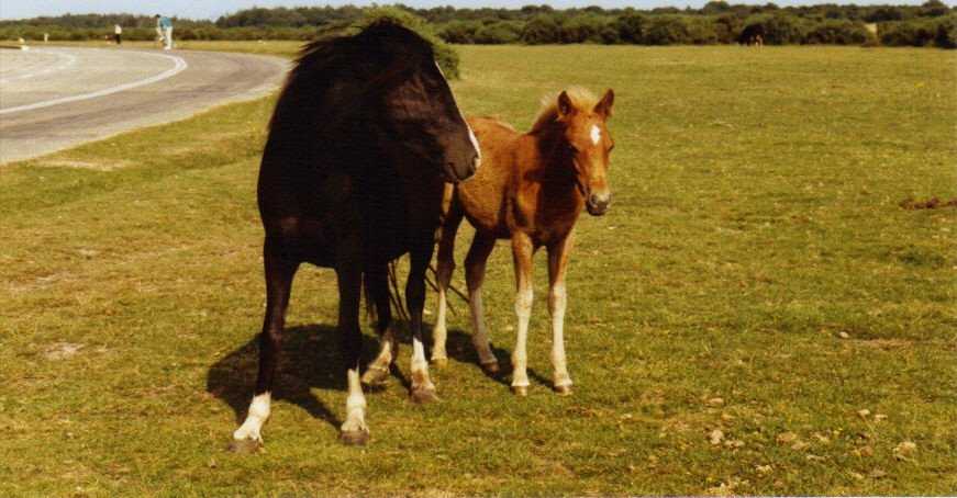 New Forest Ponies by Tony Croft