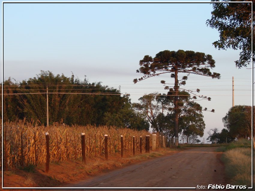 Araucária no Bairro da Chapdinha by Fábio Barros