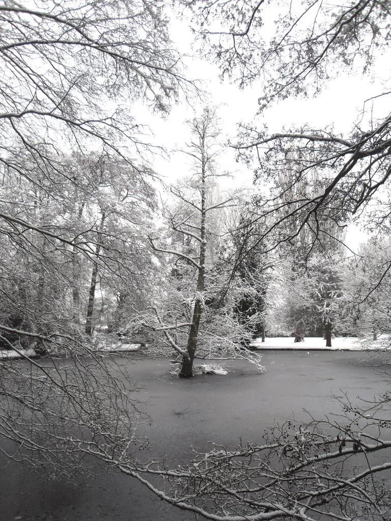 Frozen tree in the lake. by AndrewSt