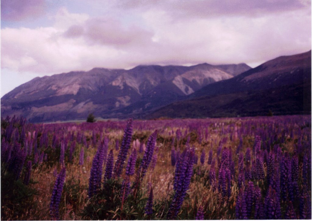 Lupines -Arthurs Pass NP by eliot_garvin