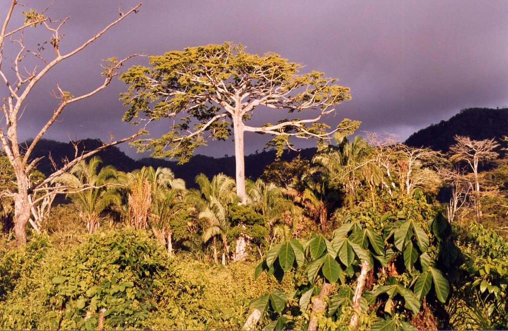 Puntarenas Province, Jaco, Costa Rica by gillguad