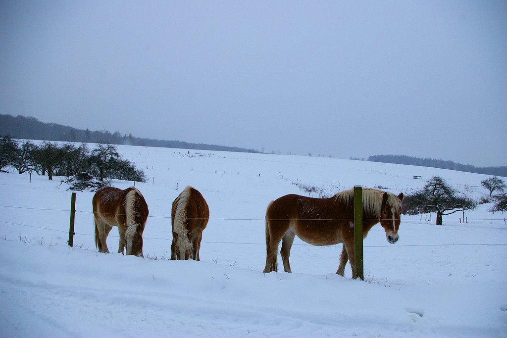 Pferde im Schnee by Thomas68