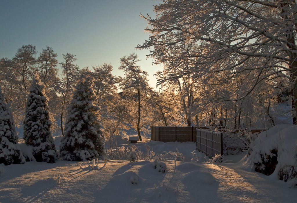 Winter in the Botanical Garden by PASO