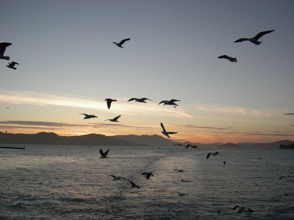 Gulls chasing the ferry by Matiu Carr