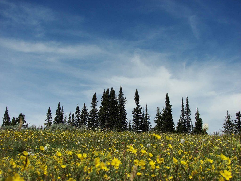 Subalpine fir skyline by walkaboutwest