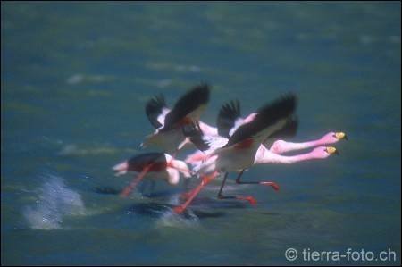 Putre, Región de Arica y Parinacota, Chile by tierra-foto.ch