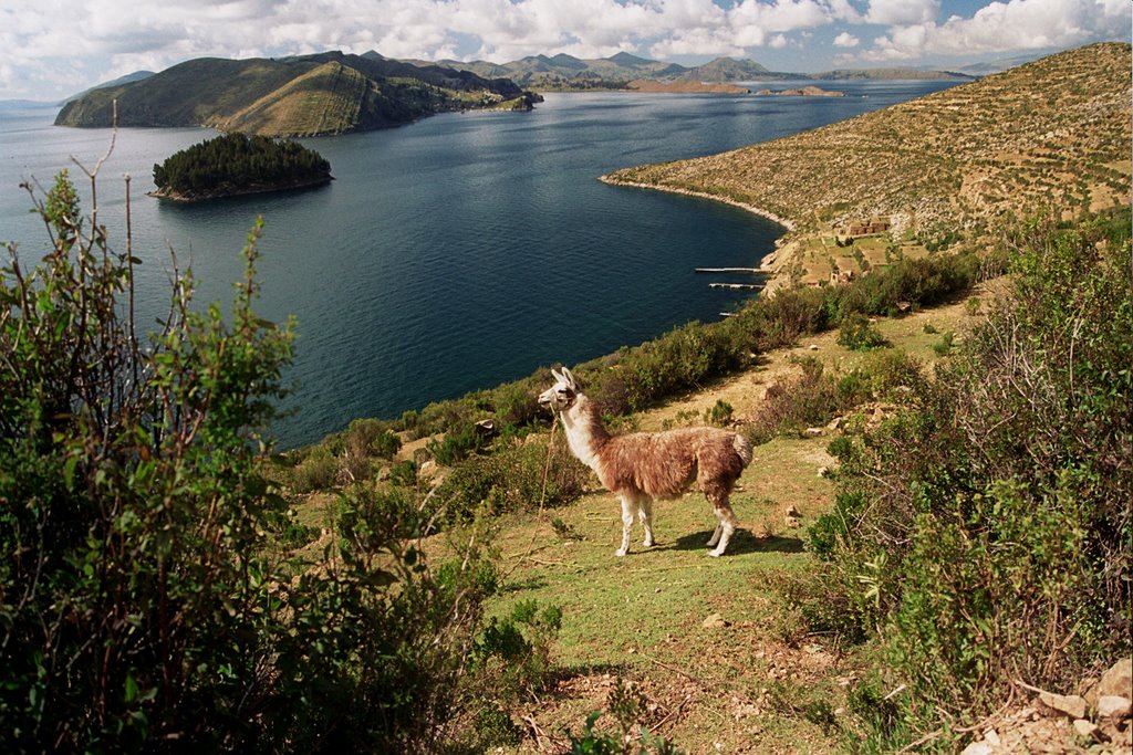 Isla del Sol Llama by Kelly Wyllie