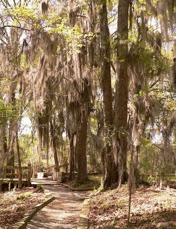 Nature Walk, Fort Toulouse, Alabama by jgoforth