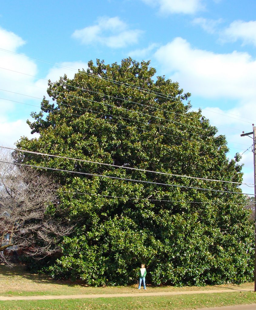 Wonderful, giant Magnolia tree - Munford, TN by shop_girl_35