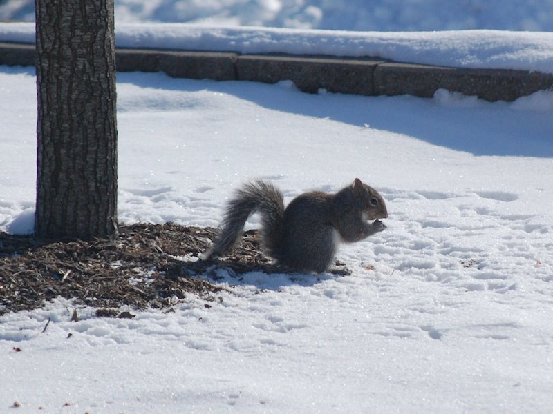 Squirrel in Winter by neaveill