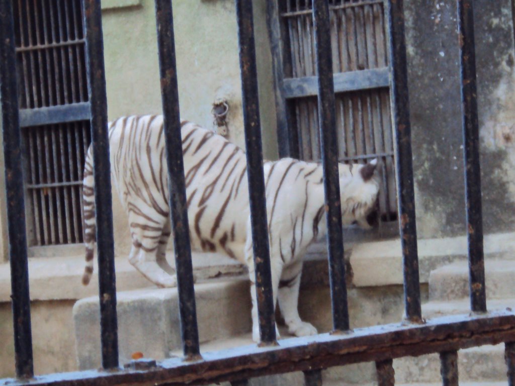 WHITE TIGAR AT ZOO,JND by Nilesh L. Pipalia <Datrana>