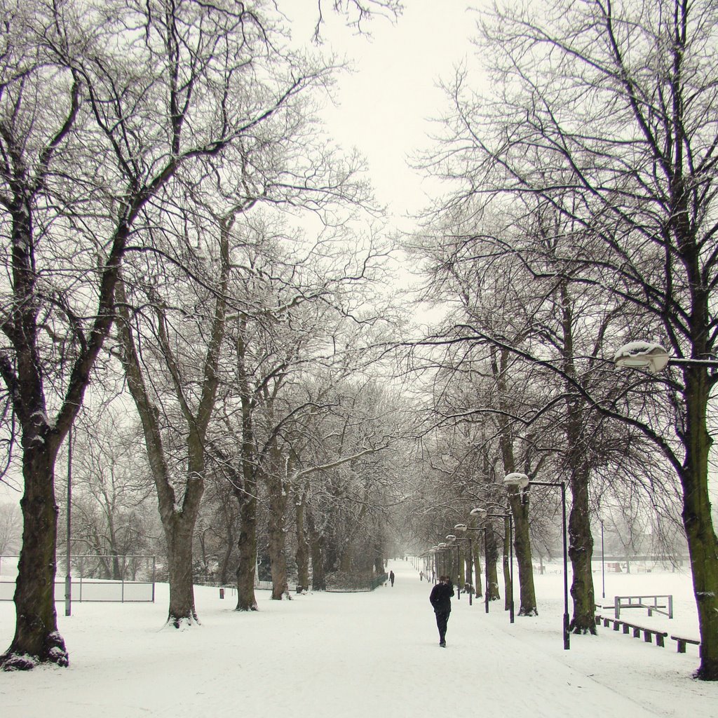 Snowy tree lined avenue through Hillsborough Park, Sheffield S6 by sixxsix