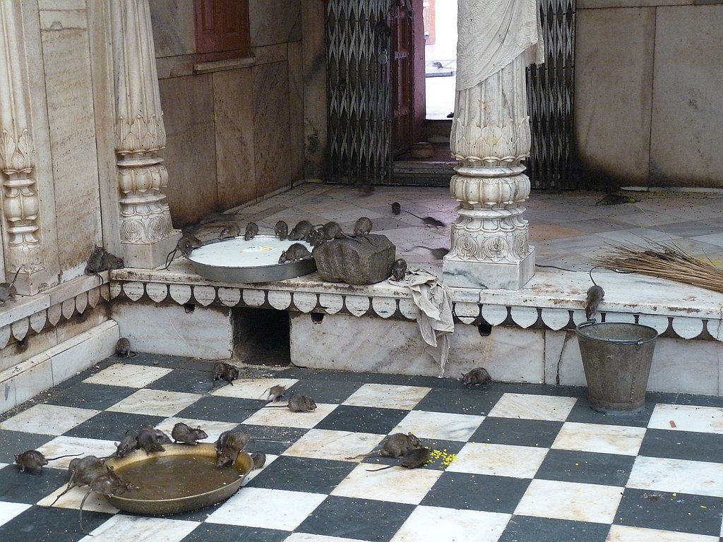 Karni Mata Rat Temple by likealightbulb