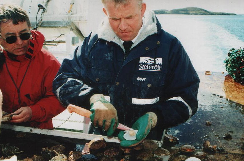 Freshly caught scallops on cruise from Stykkisholmur by hoopoe