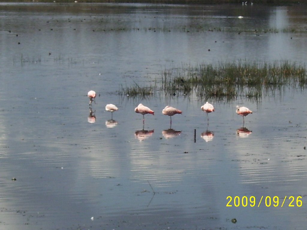 Flamencos rosados-che by el vasco