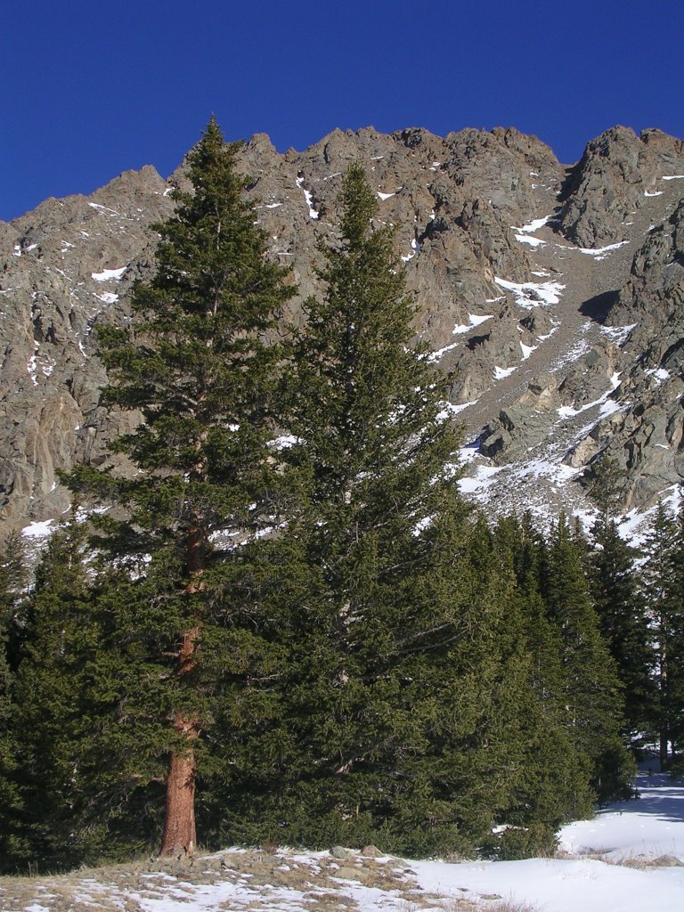 Pines against a Rugged Ridge by jswiftcervelo