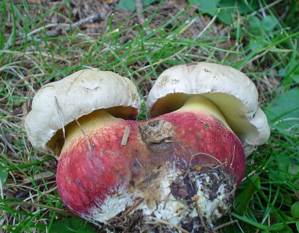 FUNGHI,Boletus calopus by LIDO PIERUCCI