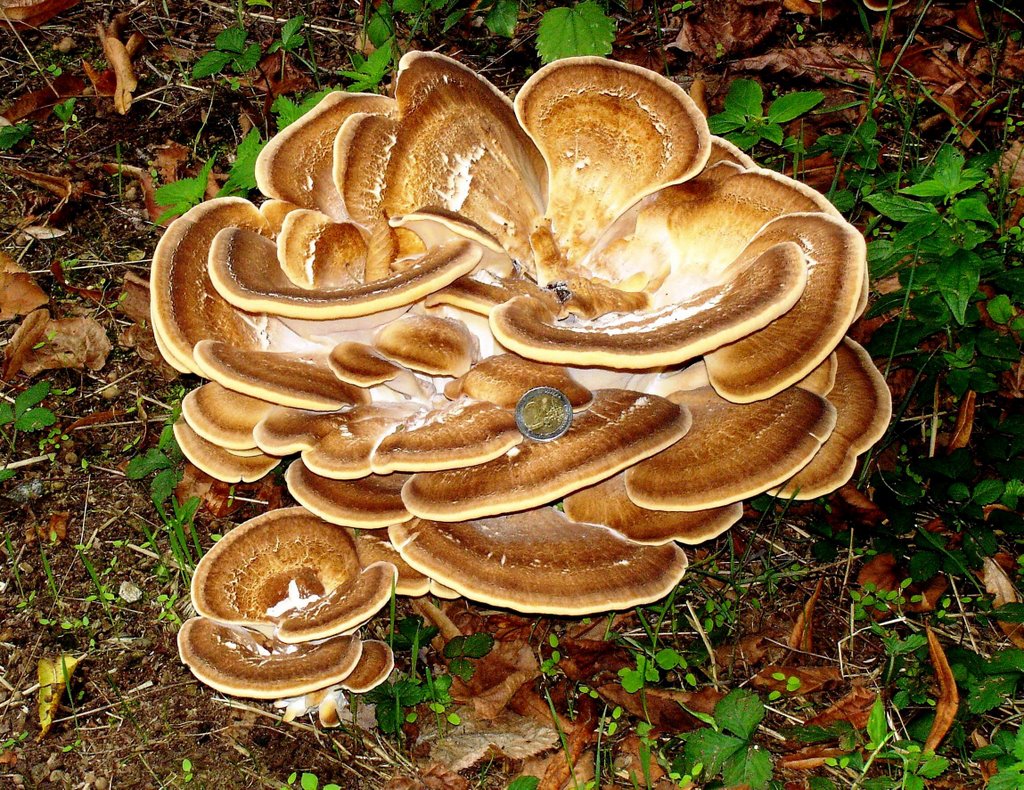 FUNGHI,Meripilus giganteus by LIDO PIERUCCI